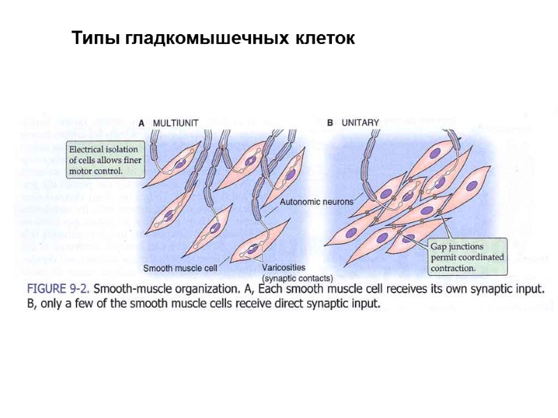 Типы гладкомышечных клеток
